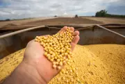 Barter Agrícola: Pagamento em Grãos Cresce como Alternativa para Máquinas e Insumos