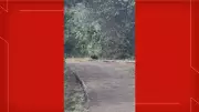 Batalhão Ambiental busca suposta onça-preta na Ermida Dom Bosco, em Brasília