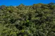 BNDES libera R$ 40 milhões para restaurar Mata Atlântica no RJ com créditos de carbono