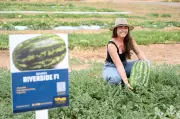Boa Vista celebra 4º Dia de Campo em Hortifrúti com diversidade de culturas e técnicas sustentáveis