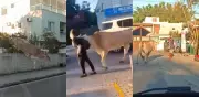 Boi solto aterroriza bairro em Florianópolis: animal pula muro, ataca pedestre e causa pânico