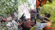 Bombeiros resgatam cães que caíram de penhasco de 30 metros em Marília
