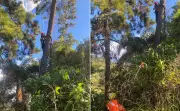 Bombeiros resgatam piloto de parapente preso em árvore após acidente em voo no Sul de Minas