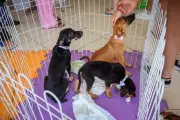 Cabo Frio promove feira de adoção de cães e gatos neste sábado (11)