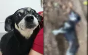 Cachorra prenha é encontrada enterrada viva em Joinville; tutor é denunciado por maus-tratos