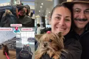Cachorrinha viaja 8 mil km de Campo Grande a Lisboa para reencontrar família após um ano