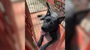 Cachorro ataca crianças em centro promocional de Itu (SP) e deixa feridos leves
