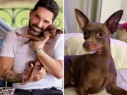 Cachorro Kiko, do cantor Edson, é encontrado morto após uma semana