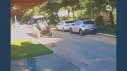 Cachorro morre atropelado por trator da Prefeitura de Queimados na Baixada Fluminense