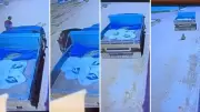 Cadela é atropelada por caminhonete e motorista foge em Santa Maria de Jetibá