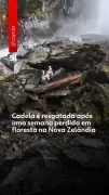 Cadela é resgatada após uma semana perdida em floresta na Nova Zelândia