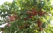 Café sustenta exportações de Minas Gerais mesmo com queda no volume no 1º trimestre