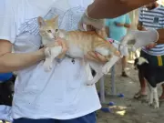Campanha de vacinação contra raiva começa em Teresina para cães e gatos