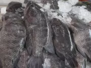 Campanha do Pescado facilita acesso a pescados frescos nesta Sexta-feira Santa em Santos