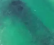 Cardume com milhares de tainhas 'contorna' navio naufragado em praia de Santa Catarina