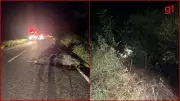 Carro bate em animal, cai em ribanceira de 20 metros e deixa dois feridos em Araçuaí