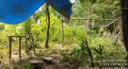 Castanheiro desaparece há dez dias na Floresta Estadual do Paru, entre AP e PA
