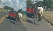 Cavalo é arrastado por picape em Presidente Prudente; polícia busca responsável