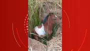 Cavalo cai em bueiro e é resgatado com vida por bombeiros em Timóteo