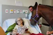 Cavalo, galinha e papagaio visitam pacientes em hospital de Santos