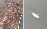 Centenas de peixes mortos são encontrados no Lago Serra da Mesa em Goiás