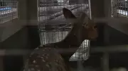 Cervo exótico ferido é resgatado em Porto Alegre, mas passa por eutanásia após avaliação