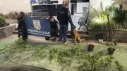 Cães farejadores encontram plantação de maconha com 6 quilos em mata de Itaipava