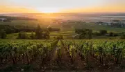 Chablis vs Petit Chablis: Entenda as Diferenças entre os Vinhos da Borgonha