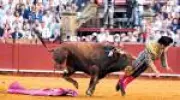 Chifrada em toureiro reacende debate sobre a crueldade das touradas na Espanha