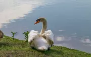Cisne branco desaparece da Lagoa do Taquaral em Campinas e polícia investiga possível furto