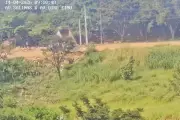 Câmeras do CSI flagraram descarte ilegal em São José dos Campos; multa foi de R$ 35 mil
