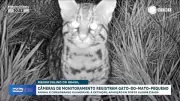 Câmeras flagram raro gato-do-mato-pequeno em Porto Alegre; espécie está vulnerável