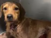 Cão caramelo é baleado em Guaratiba, Rio; suspeito é apontado como policial