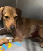 Cão comunitário é baleado em Guaratiba; policial seria suspeito do crime
