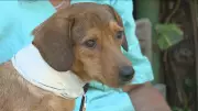 Cão comunitário baleado em Guaratiba se recupera e mobiliza comunidade carioca