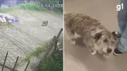 Cão comunitário sofre duas agressões brutais em três dias na Serra Gaúcha