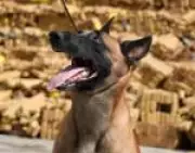 Cão da PM do Rio, Hulck, receberá cruz de bravura por descoberta de bunker com 48 toneladas de drogas