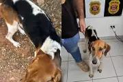 Cão em estado crítico é resgatado após denúncia em Sarapuí; homem é preso