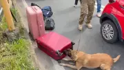 Cão farejador descobre arsenal de fuzis e pistola em malas de passageira na Dutra