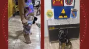 Cão farejador flagra mais de mil canetas emagrecedoras contrabandeadas em pernas de mulheres no PR