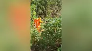 Cão idoso, cego e surdo cai em buraco de 3 metros e é resgatado em Araxá
