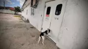 Cão Marley faz 'plantão' na porta de hospital até alta de tutor idoso em AL