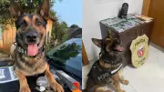 Cão policial Raio se aposenta após diagnóstico de câncer ósseo agressivo no Paraná