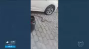 Cobra assusta moradores ao ser encontrada embaixo de carro no Humaitá, Zona Sul do Rio