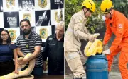 Cobra píton resgatada em Aruanã é apreendida e levada a zoológico particular