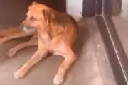 Comunidade de Poços de Caldas mobilizada na busca por cão comunitário desaparecido