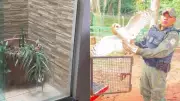 Coruja branca é resgatada de jardim de inverno em Santarém pela Polícia Ambiental