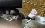 Cuidados essenciais com as patas dos pets: veterinária revela dicas para saúde animal