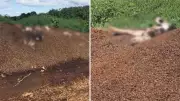 Depósito de vacas mortas e lago de estrume são descobertos após denúncia de moradores no Paraná