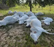 Descarga elétrica mata 16 bovinos em fazenda de Lizarda, Tocantins, causando prejuízo de R$ 60 mil